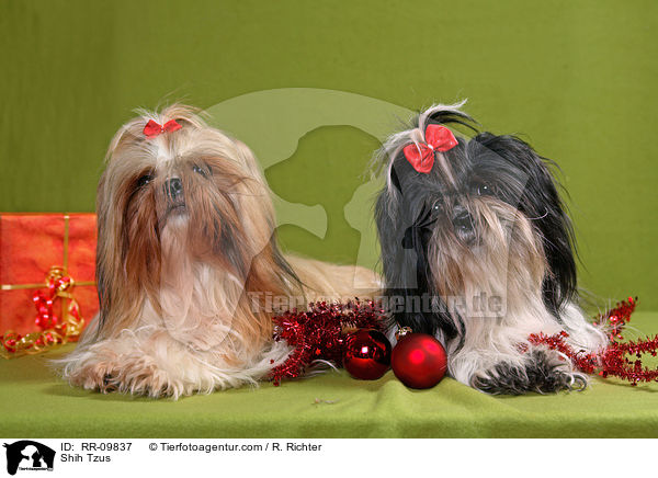 Shih Tzus / Shih Tzus / RR-09837