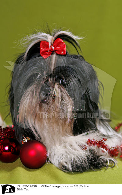 Shih Tzu / RR-09838