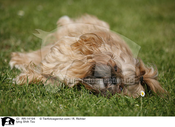 liegender Shih Tzu / lying Shih Tzu / RR-14194