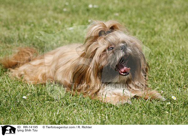 lying Shih Tzu / RR-14195
