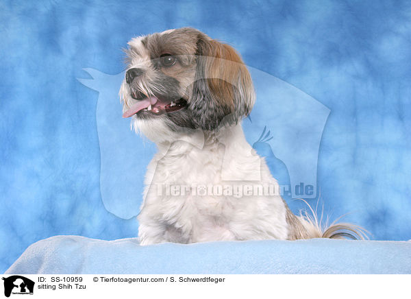 sitzender Shih Tzu / sitting Shih Tzu / SS-10959