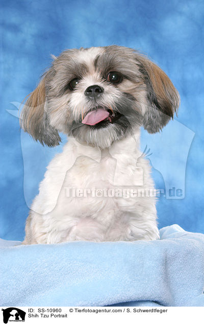 Shih Tzu Portrait / Shih Tzu Portrait / SS-10960