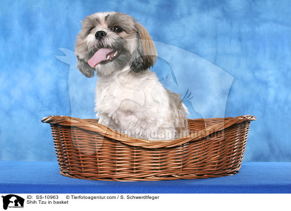 Shih Tzu im Krbchen / Shih Tzu in basket / SS-10963
