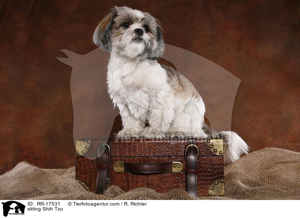 sitzender Shih Tzu / sitting Shih Tzu / RR-17531