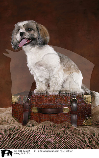 sitzender Shih Tzu / sitting Shih Tzu / RR-17532