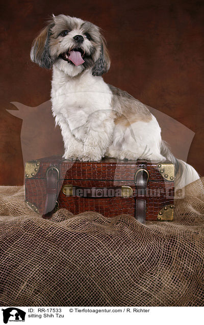 sitzender Shih Tzu / sitting Shih Tzu / RR-17533