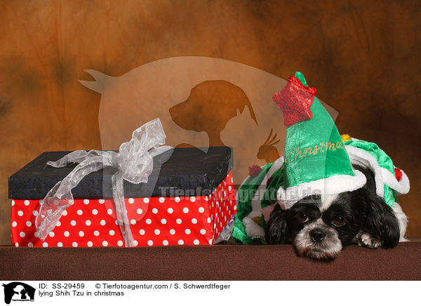 liegender Shih Tzu zu Weihnachten / lying Shih Tzu in christmas / SS-29459