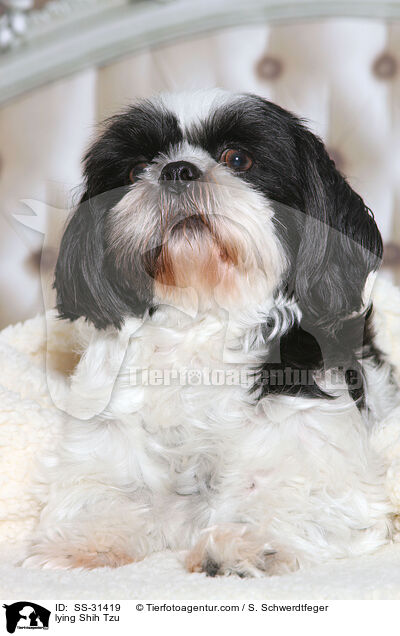 liegender Shih Tzu / lying Shih Tzu / SS-31419