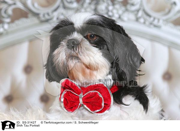 Shih Tzu Portrait / Shih Tzu Portrait / SS-31427