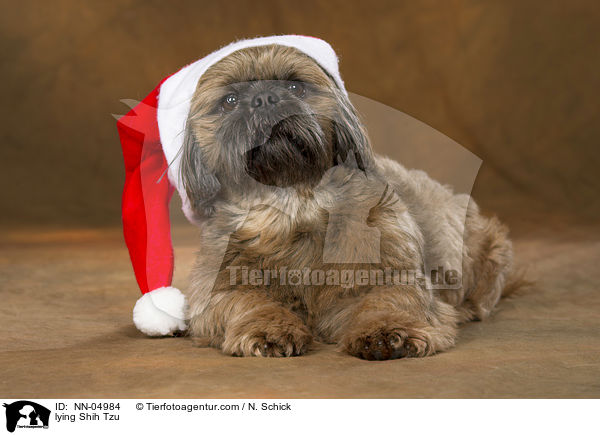 liegender Shih Tzu / lying Shih Tzu / NN-04984