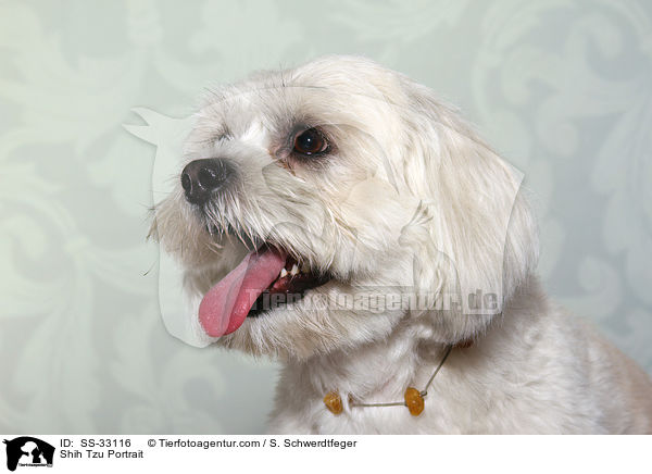 Shih Tzu Portrait / Shih Tzu Portrait / SS-33116