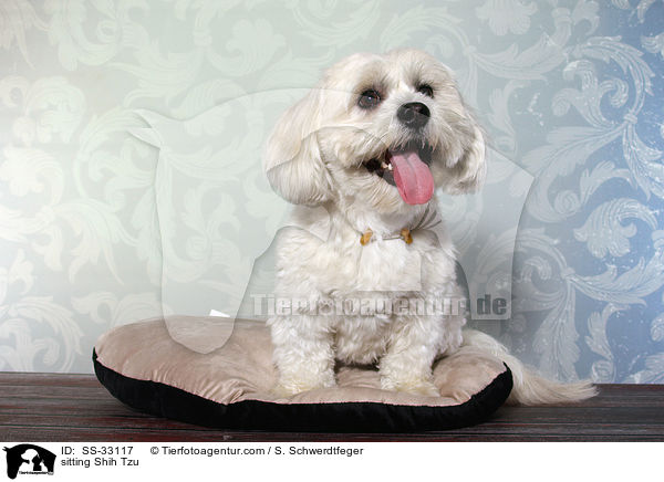 sitzender Shih Tzu / sitting Shih Tzu / SS-33117