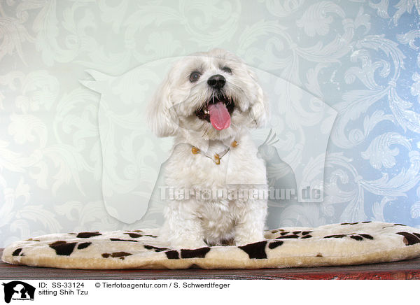 sitzender Shih Tzu / sitting Shih Tzu / SS-33124