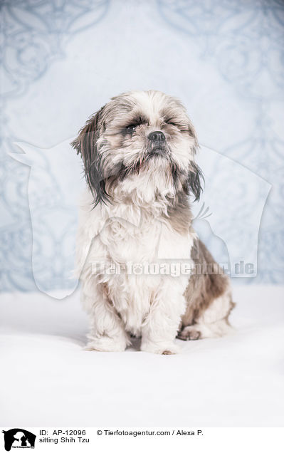 sitzender Shih Tzu / sitting Shih Tzu / AP-12096