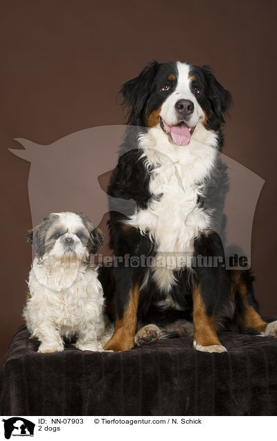 2 dogs / NN-07903