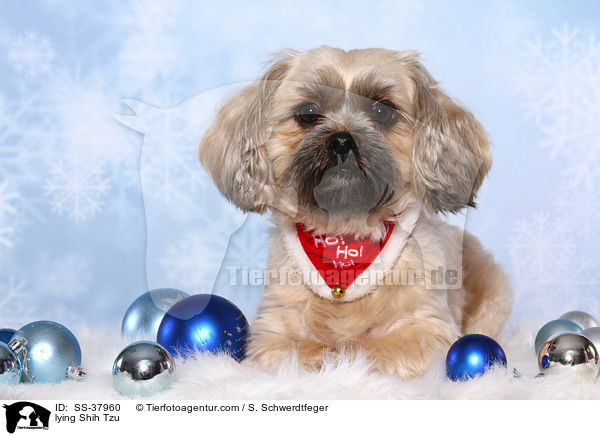 liegender Shih Tzu / lying Shih Tzu / SS-37960