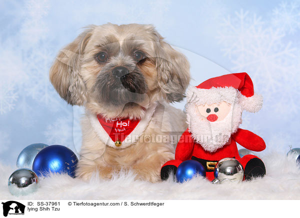 liegender Shih Tzu / lying Shih Tzu / SS-37961