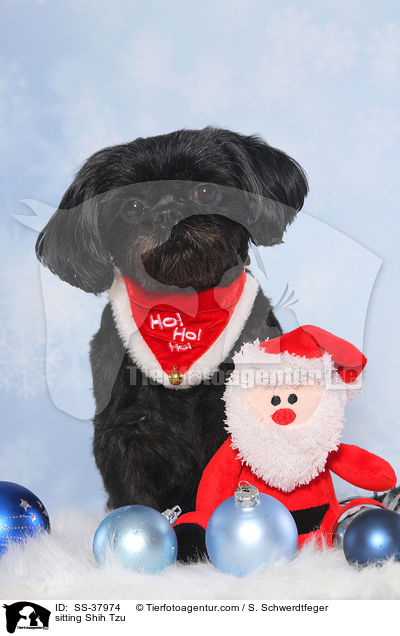 sitzender Shih Tzu / sitting Shih Tzu / SS-37974