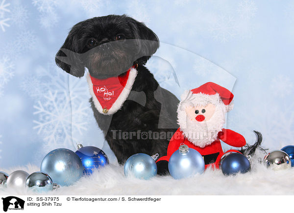 sitzender Shih Tzu / sitting Shih Tzu / SS-37975