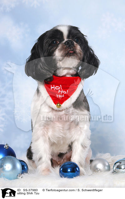 sitzender Shih Tzu / sitting Shih Tzu / SS-37980