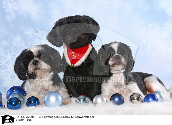 3 Shih Tzus / 3 Shih Tzus / SS-37990