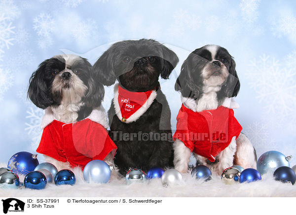 3 Shih Tzus / 3 Shih Tzus / SS-37991