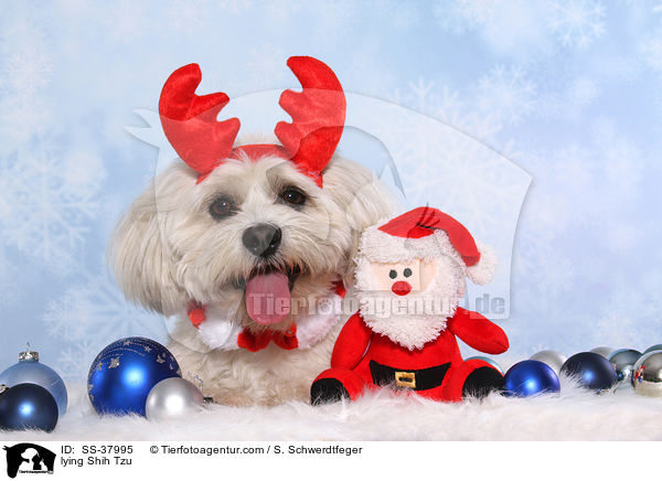 liegender Shih Tzu / lying Shih Tzu / SS-37995