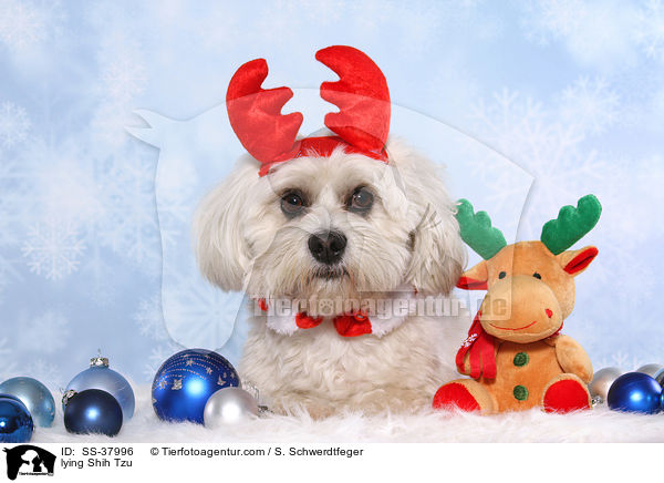 liegender Shih Tzu / lying Shih Tzu / SS-37996