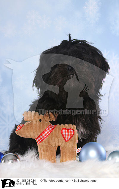 sitzender Shih Tzu / sitting Shih Tzu / SS-38024