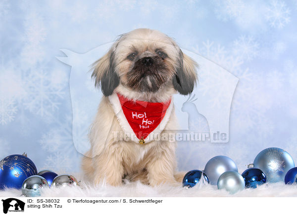 sitzender Shih Tzu / sitting Shih Tzu / SS-38032