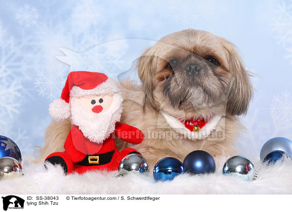 liegender Shih Tzu / lying Shih Tzu / SS-38043