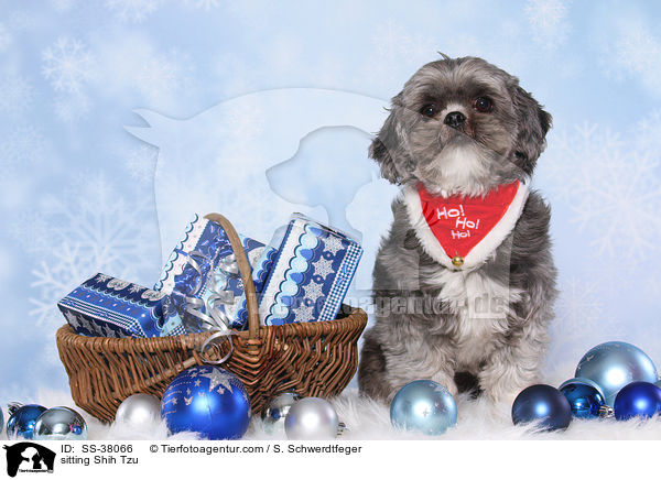 sitzender Shih Tzu / sitting Shih Tzu / SS-38066