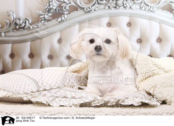 liegender Shih Tzu / lying Shih Tzu / SS-49617