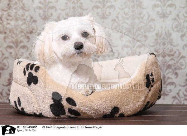 liegender Shih Tzu / lying Shih Tzu / SS-49661
