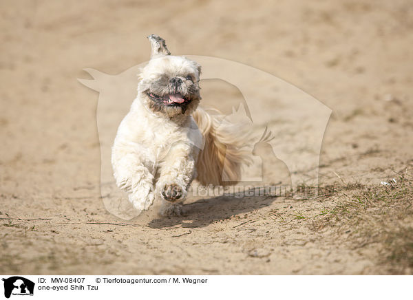 einugiger Shih Tzu / one-eyed Shih Tzu / MW-08407