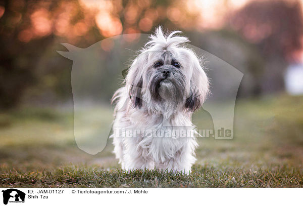 Shih Tzu / Shih Tzu / JAM-01127