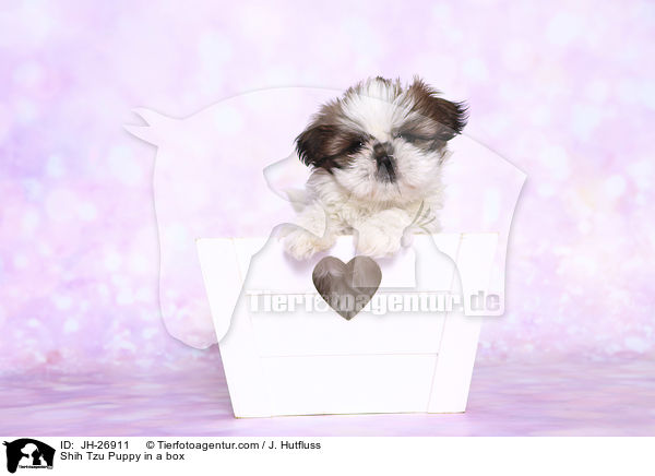 Shih Tzu Welpe in einer Kiste / Shih Tzu Puppy in a box / JH-26911