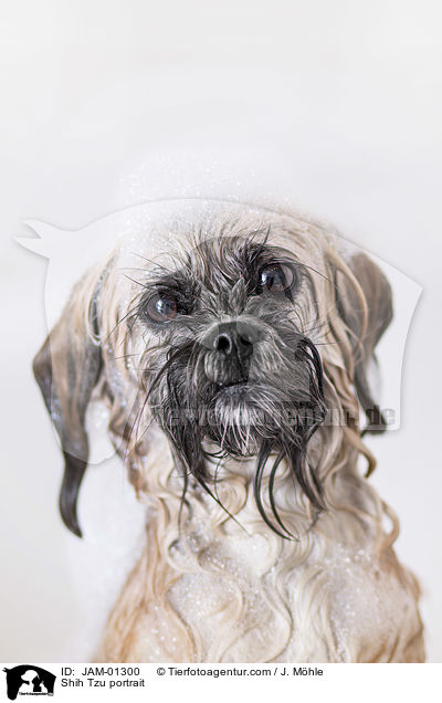 Shih Tzu Portrait / Shih Tzu portrait / JAM-01300