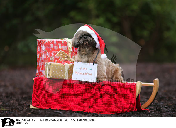 Shih Tzu / KB-02760
