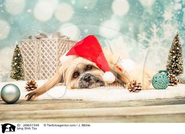 liegender Shih Tzu / lying Shih Tzu / JAM-01349