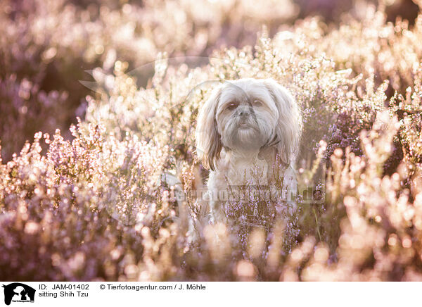 sitzender Shih Tzu / sitting Shih Tzu / JAM-01402