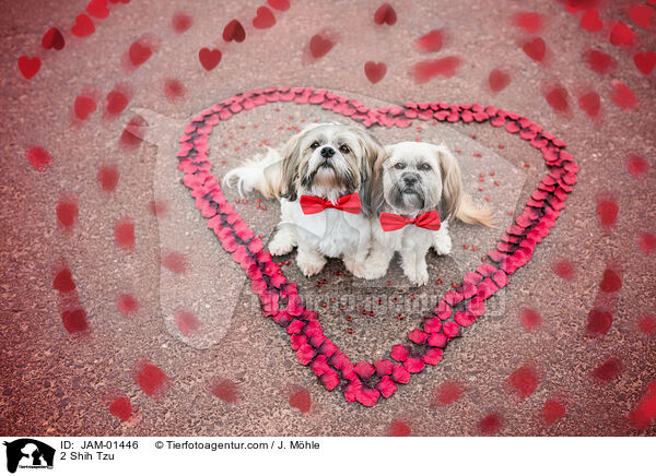 2 Shih Tzu / JAM-01446