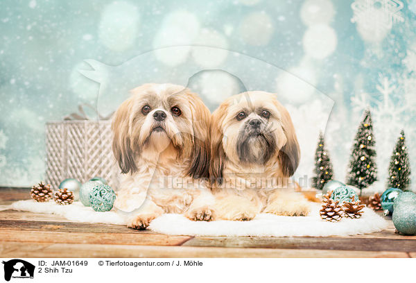 2 Shih Tzu / 2 Shih Tzu / JAM-01649