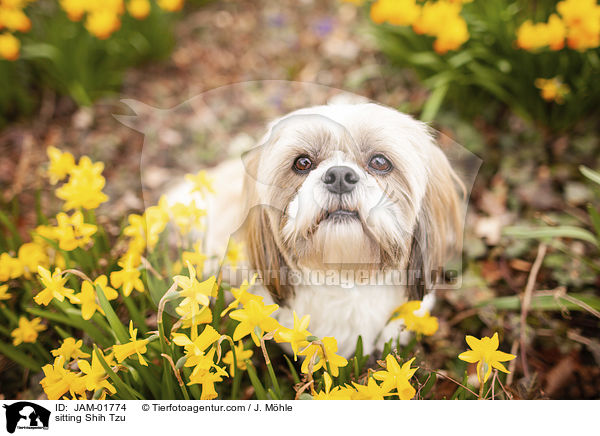 sitzender Shih Tzu / sitting Shih Tzu / JAM-01774
