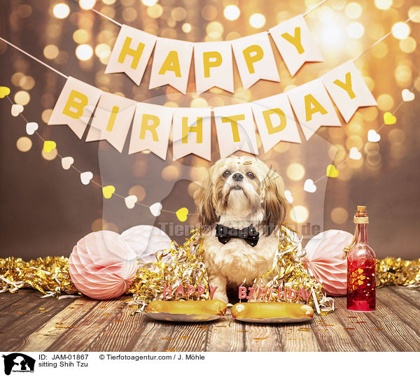 sitzender Shih Tzu / sitting Shih Tzu / JAM-01867