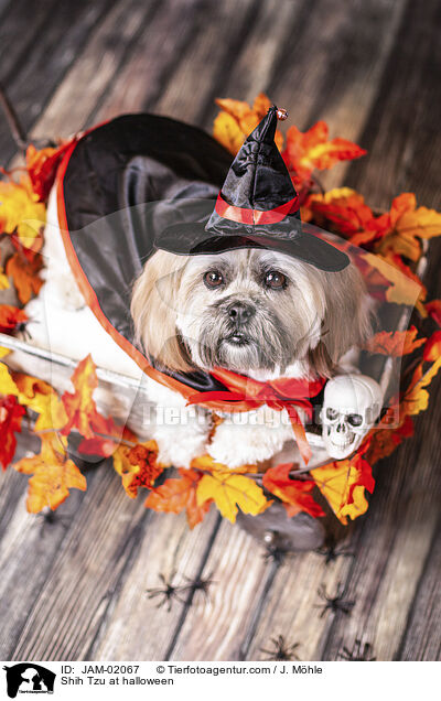 Shih Tzu im Halloweenkostm / Shih Tzu at halloween / JAM-02067