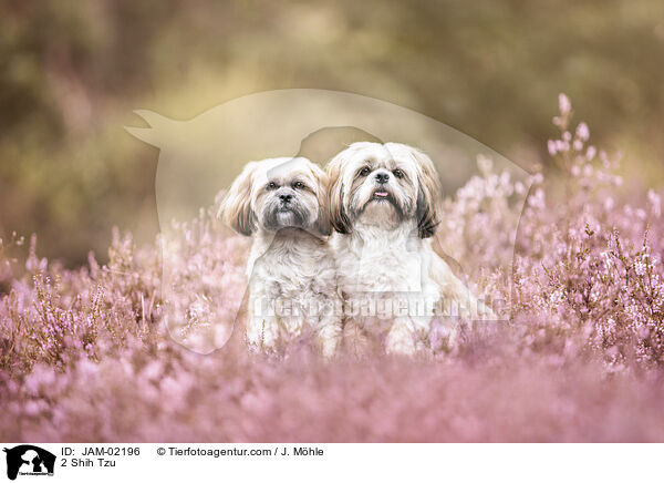 2 Shih Tzu / 2 Shih Tzu / JAM-02196