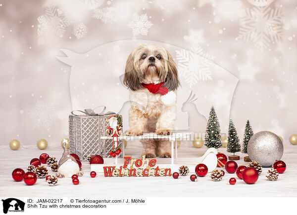 Shih Tzu with christmas decoration / JAM-02217