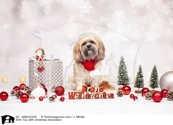 Shih Tzu mit Weihnachtsdeko / Shih Tzu with christmas decoration / JAM-02226
