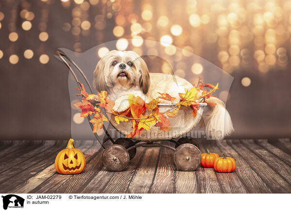 Shih Tzu im Herbst / in autumn / JAM-02279
